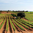 Tasty World!(卸専門) | コラソンロコ ティント（赤） 750ml