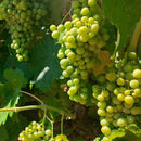 Tasty World!(卸専門) | コラソンロコ ティント（赤） 750ml